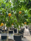 Grejpfrut drzewko (Citrus paradisi) Wys. całkowita: ok. 180-200cm