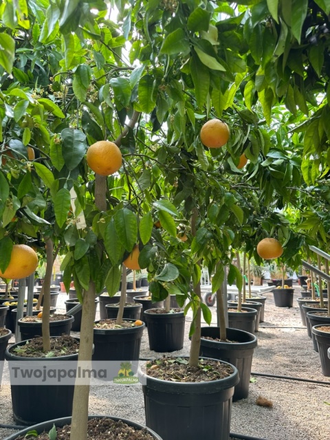 Grejpfrut drzewko (Citrus paradisi) Wys. całkowita: ok. 180-200cm