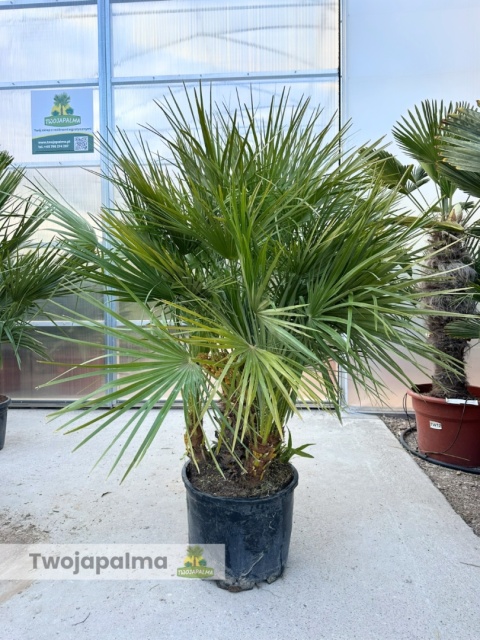 Palma Karłatka Chamaerops humilis wysokość całkowita: ok. 170cm