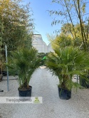 Palma Karłatka Chamaerops humilis wysokość całkowita: ok. 170cm
