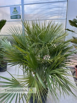 Palma Karłatka Chamaerops humilis wysokość całkowita: ok. 170cm