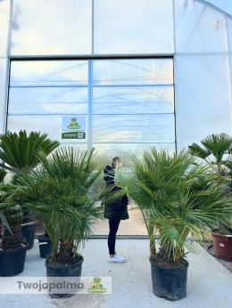 Palma Karłatka Chamaerops humilis wysokość całkowita: ok. 170cm