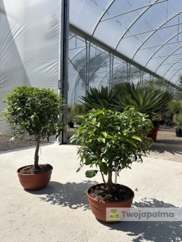Kumkwat 'Kumquat' drzewko (Fortunella margarita) - wys. całkowita z donicą: 70-90cm