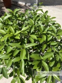 Kumkwat 'Kumquat' drzewko (Fortunella margarita) - wys. całkowita z donicą: 70-90cm