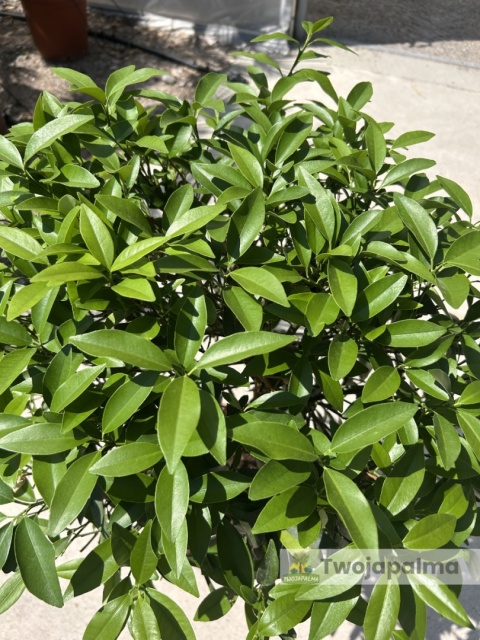 Kumkwat 'Kumquat' drzewko (Fortunella margarita) - wys. całkowita z donicą: 70-90cm