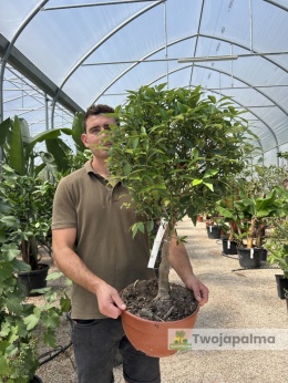 Kumkwat 'Kumquat' drzewko (Fortunella margarita) - wys. całkowita z donicą: 70-90cm