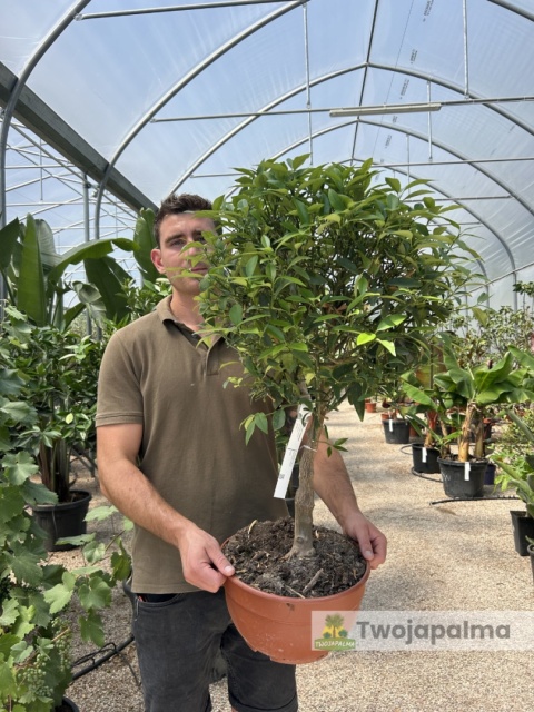 Kumkwat 'Kumquat' drzewko (Fortunella margarita) - wys. całkowita z donicą: 70-90cm