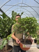 Kumkwat 'Kumquat' drzewko (Fortunella margarita) - wys. całkowita z donicą: 70-90cm