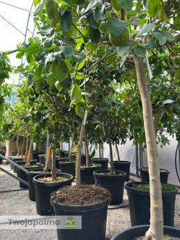 Limonka 'Lima' drzewko (Citrus aurantifolia) - wysokość całkowita z donicą: ok. 170-200cm