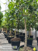 Limonka 'Lima' drzewko (Citrus aurantifolia) - wysokość całkowita z donicą: ok. 170-200cm