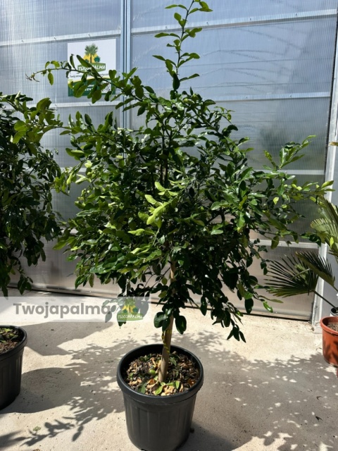 Limonka kaffir drzewko (Citrus hystrix) - wys. całkowita z donicą: 180-200cm
