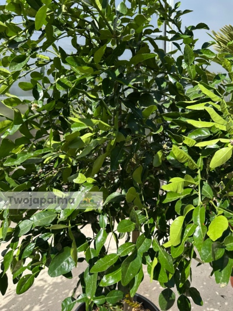 Limonka kaffir drzewko (Citrus hystrix) - wys. całkowita z donicą: 180-200cm