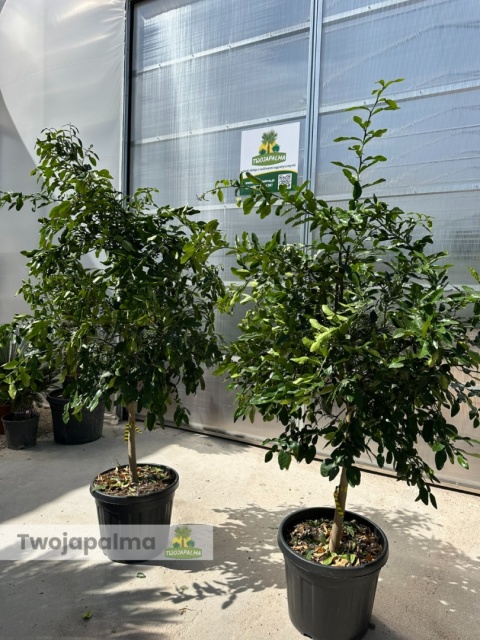 Limonka kaffir drzewko (Citrus hystrix) - wys. całkowita z donicą: 180-200cm