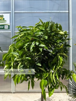 Mandarynka drzewko (Citrus reticulata) - wysokość całkowita z donicą: 180-200cm