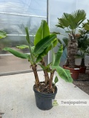 Bananowiec Musa acuminata ‘Dwarf Cavendish’ wys. całkowita: 150-160cm