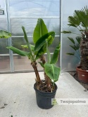 Bananowiec Musa acuminata ‘Dwarf Cavendish’ wys. całkowita: 150-160cm