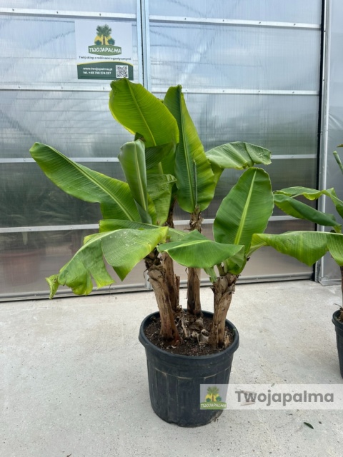 Bananowiec Musa acuminata ‘Dwarf Cavendish’ wys. całkowita: 150-160cm