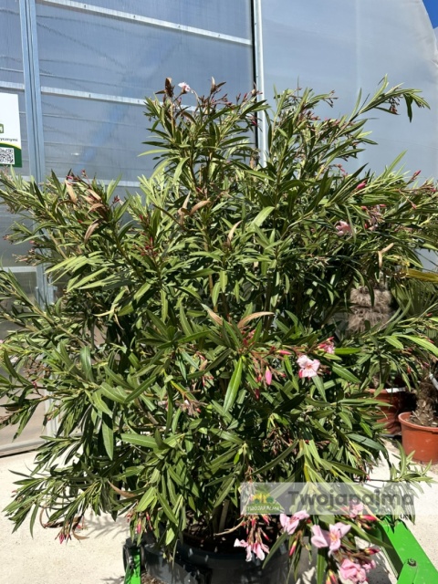 Nerium oleander - wys. całkowita z donicą: ok. 210cm