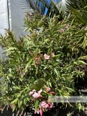 Nerium oleander - wys. całkowita z donicą: ok. 210cm
