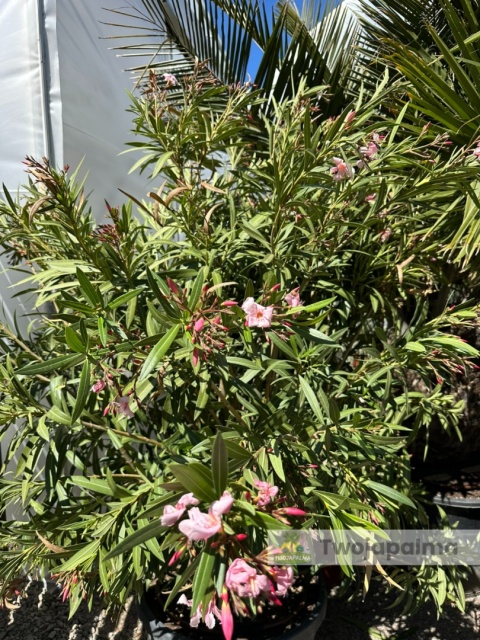 Nerium oleander - wys. całkowita z donicą: ok. 210cm