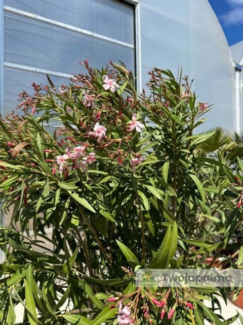 Nerium oleander - wys. całkowita z donicą: ok. 210cm