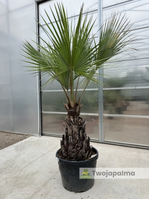 Palma Brahea armata pień: 70cm