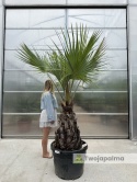 Palma Brahea armata pień: 70cm