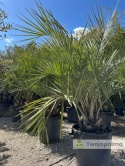 Palma Butia Capitata - pień: 20-30cm, wysokość całkowita: 170-200cm