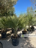 Palma Butia Capitata - pień: 20-30cm, wysokość całkowita: 170-200cm