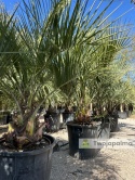 Palma Butia Capitata - pień: 20-30cm, wysokość całkowita: 170-200cm