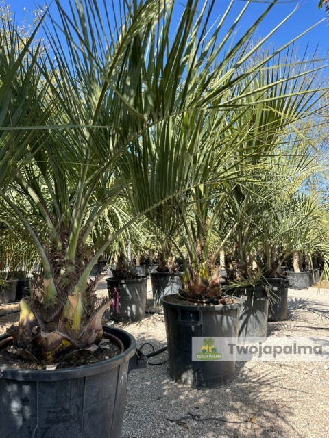 Palma Butia Capitata - pień: 20-30cm, wysokość całkowita: 170-200cm