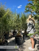 Palma Butia Capitata - pień: 20-30cm, wysokość całkowita: 170-200cm