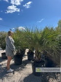 Palma Butia Capitata - pień: 20-30cm, wysokość całkowita: 170-200cm