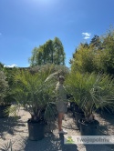 Palma Butia Capitata - pień: 20-30cm, wysokość całkowita: 170-200cm
