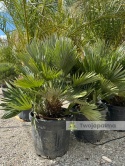 Palma Karłatka Chamaerops humilis Vulcano - wysokość całkowita z donicą: 100-110cm
