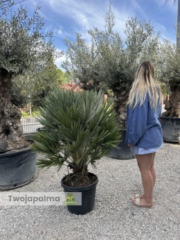 Palma Karłatka Chamaerops humilis Vulcano - wysokość całkowita z donicą: 120-150cm