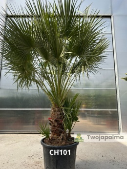 Palma Karłatka Chamaerops humilis wysokość całkowita: ok. 230cm