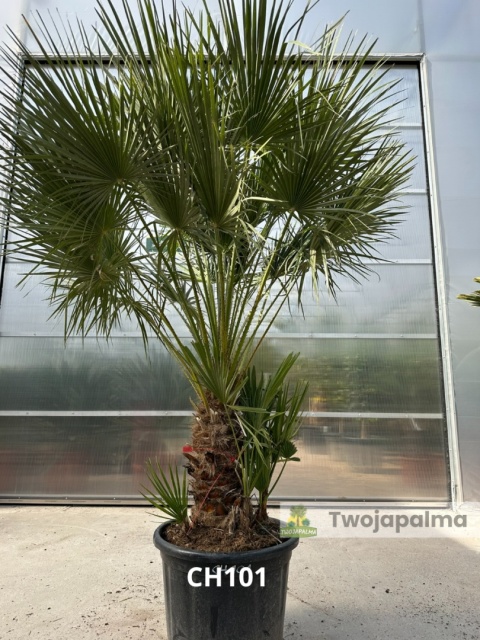 Palma Karłatka Chamaerops humilis wysokość całkowita: ok. 230cm