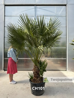 Palma Karłatka Chamaerops humilis wysokość całkowita: ok. 230cm
