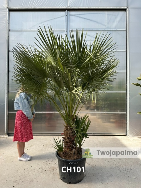 Palma Karłatka Chamaerops humilis wysokość całkowita: ok. 230cm