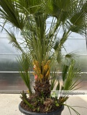 Palma Karłatka Chamaerops humilis wysokość całkowita: ok. 180cm