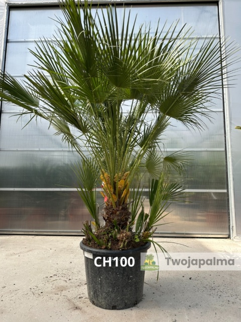Palma Karłatka Chamaerops humilis wysokość całkowita: ok. 180cm