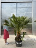 Palma Karłatka Chamaerops humilis wysokość całkowita: ok. 180cm