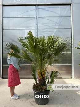 Palma Karłatka Chamaerops humilis wysokość całkowita: ok. 180cm