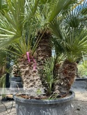 Palma Karłatka Chamaerops humilis wysokość całkowita: ok. 250cm