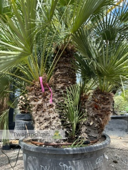 Palma Karłatka Chamaerops humilis wysokość całkowita: ok. 250cm