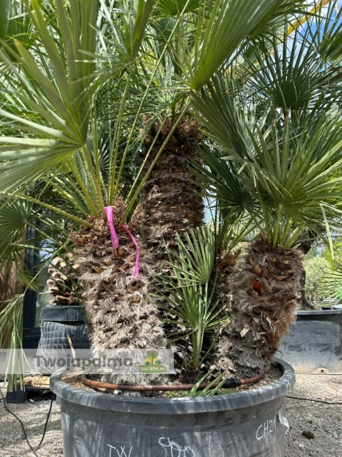 Palma Karłatka Chamaerops humilis wysokość całkowita: ok. 250cm