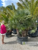 Palma Karłatka Chamaerops humilis wysokość całkowita: ok. 250cm