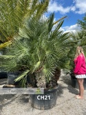 Palma Karłatka Chamaerops humilis wysokość całkowita: ok. 250cm