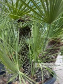 Palma Karłatka Chamaerops humilis wysokość całkowita: ok. 260cm